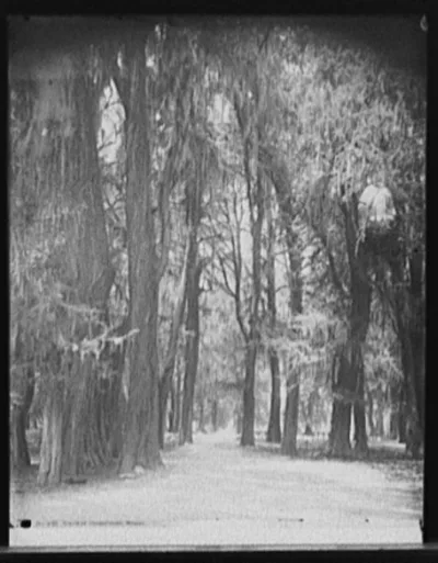 Grove of Chapultepec, Mexico, 1880