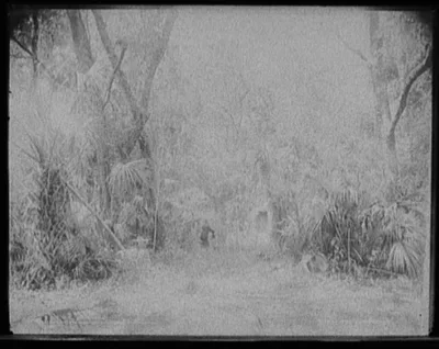 Chimney in the Ormond Hammock, Florida, 1894