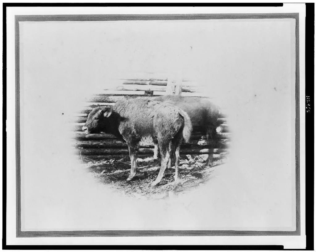 [Young buffalo calves near fence], 1870