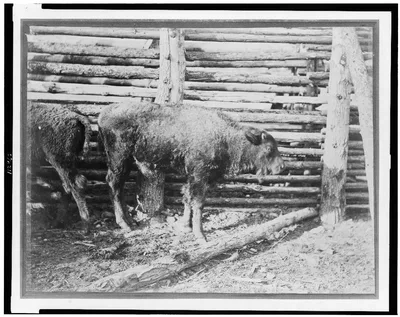[Young buffalo calves near fence], 1870