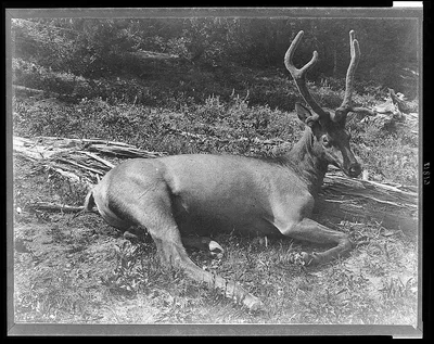 [Elk with velvet on its antlers, lying down, Yellowstone National…, Yellowstone National Park, 1871
